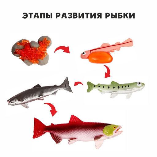 Обучающий набор Этапы развития рыбки 5 фигурок
