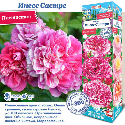 Роза Инесс Састре (Плетистая) 1шт