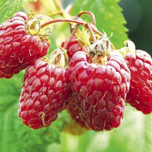 Малина Лячка крупноплодная (коробка) 1шт