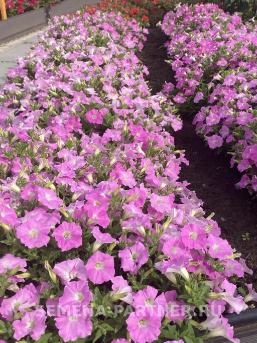 Петуния МиМи Николь каскадная византийский розовый - Партнер фото 6