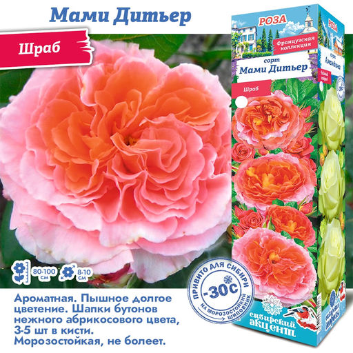 Роза Мами Дитьер (Шраб) 1шт