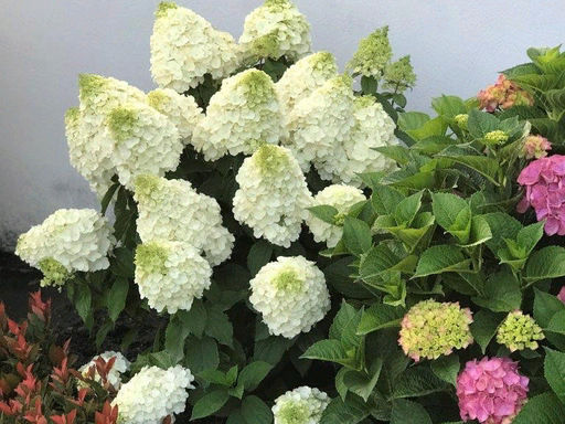 Гортензия метельчатая Мэджикал Монблан - Долина роз фото 2