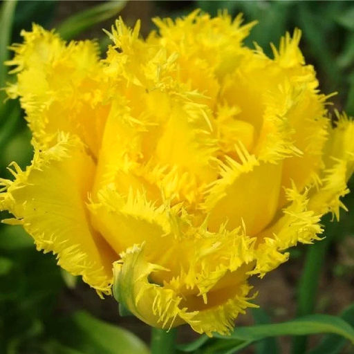 Тюльпан Экзотик Сан Exotic Sun 8 шт.