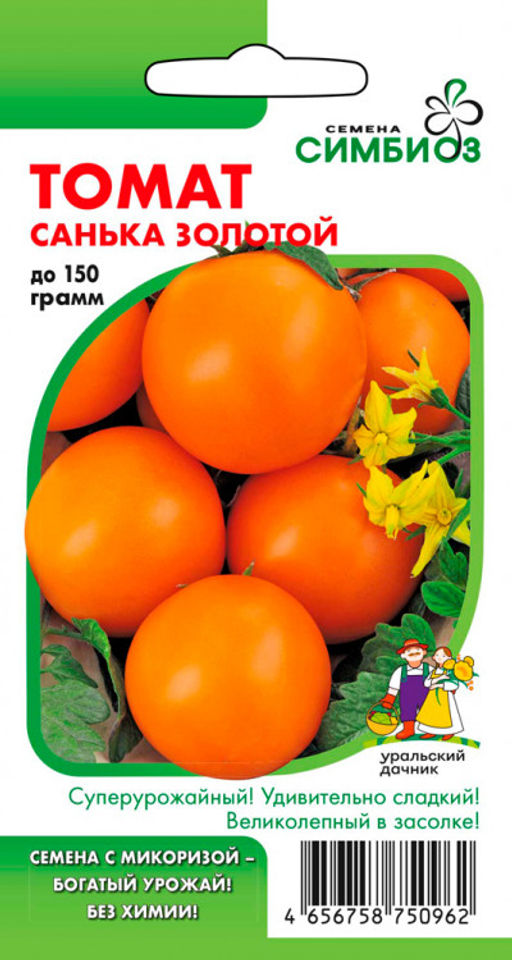 Томат САНЬКА ЗОЛОТОЙ  Удивительно сладкий! Великолепен в засоле! - Уральский дачник фото 3