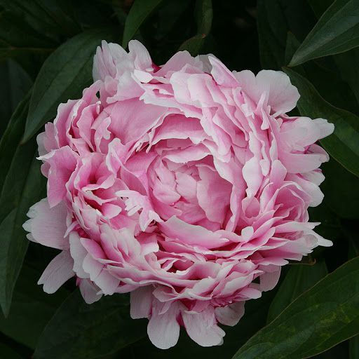 Пион Lady Alexandra Duff - Голландские луковицы фото 2