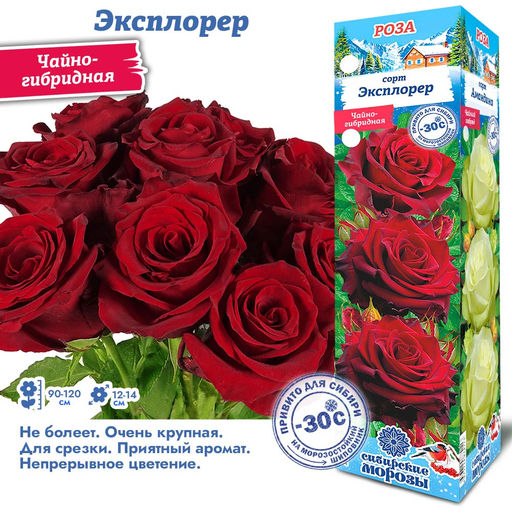 Роза Эксплорер (Чайно-гибридная) 1шт