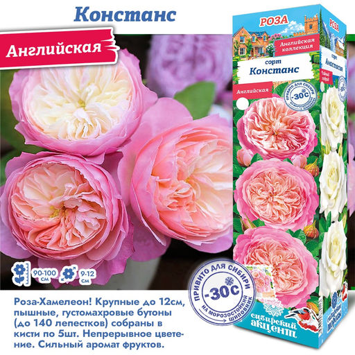 Роза Констанс (Английская) 1шт