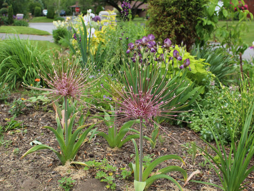 Allium Schubertii (Лук декоративный Шуберт) - Долина роз фото 5