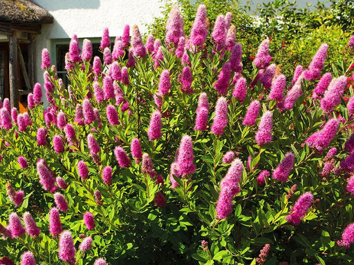 Спирея Билларда - Долина роз фото 2