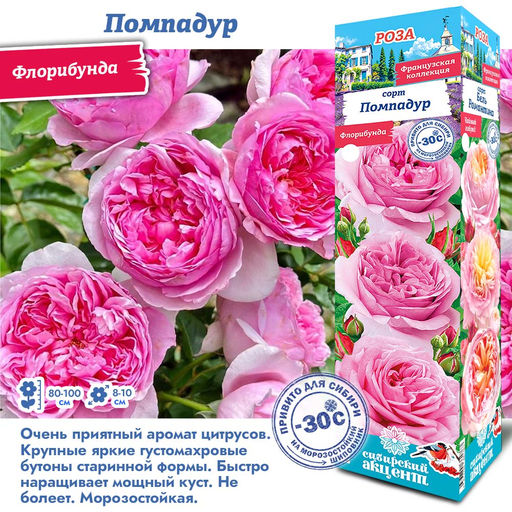 Роза Помпадур (Флорибунда) 1шт