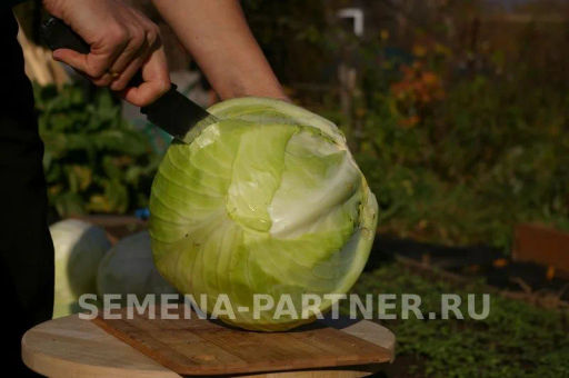 Капуста белокочанная позднеспелая Валентина - Партнер фото 5