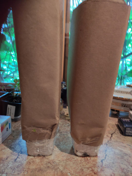 Рододендрон Неон Кисс