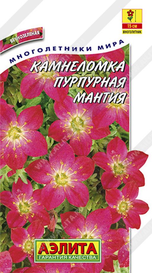 Камнеломка Пурпурная мантия (2026)