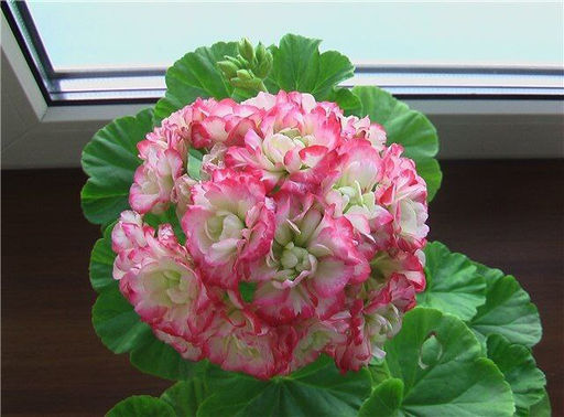 Пеларгония (Герань) розебудная Appleblossom