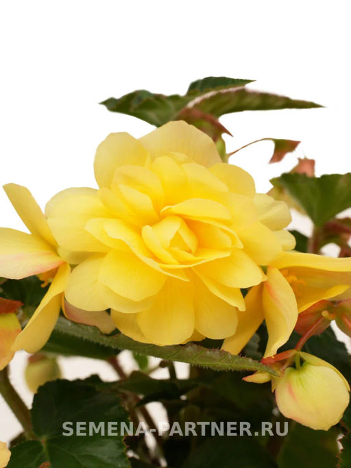 Бегония клубневидная ампельная махровая Софт Лайм - Партнер фото 3