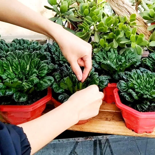 Шпинатная Китайская Капуста Ву Та Цай - ???- Spinach Chinese Cabbage Wu Ta Cai