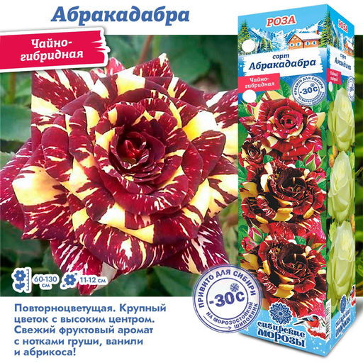 Роза Абракадабра (Чайно-гибридная) 1шт