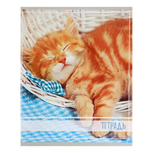 Комплект тетрадей из 5 штук, тетрадь 36 листов в клетку Calligrata Котята, обложка мелованный картон, блок офсет  фото 5