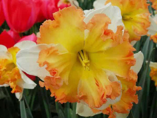 Нарцисс Taurus (Таурус)