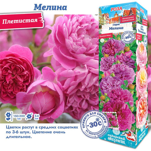 Роза Мелина (Плетистые) 1шт