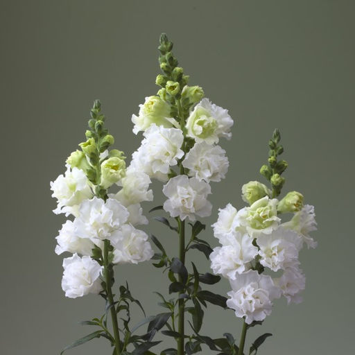 5211D Антирринум (Львиный зев) Легенд Дабл 1 Вайт 10шт