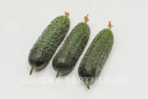 Огурец партенокарпический Директор - Партнер фото 4