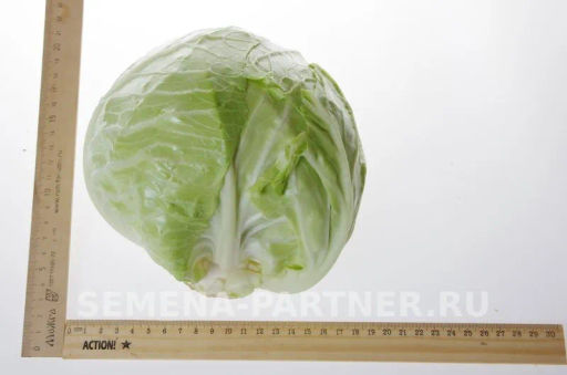 Капуста белокочанная раннеспелая Трансфер - Партнер фото 5