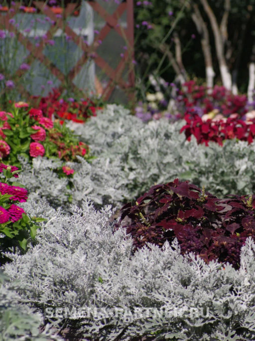 Цинерария приморская Сильвер Фрост - Партнер фото 5