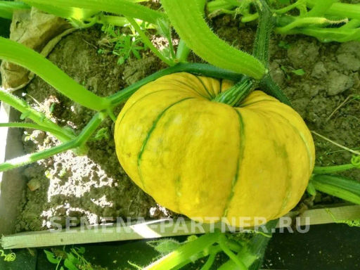 Тыква Конфетка - Партнер фото 2