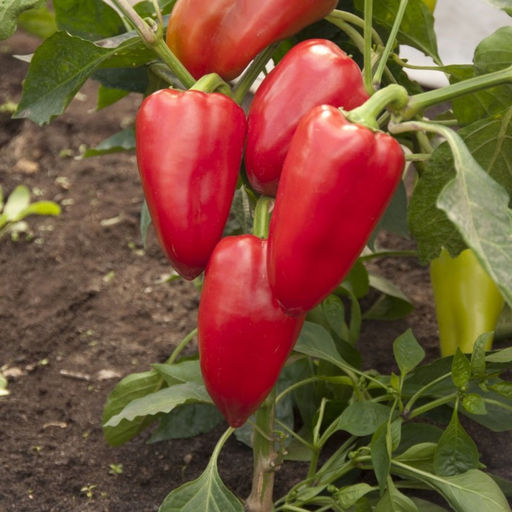 5065D Перец сладкий Подарок Молдовы 5шт