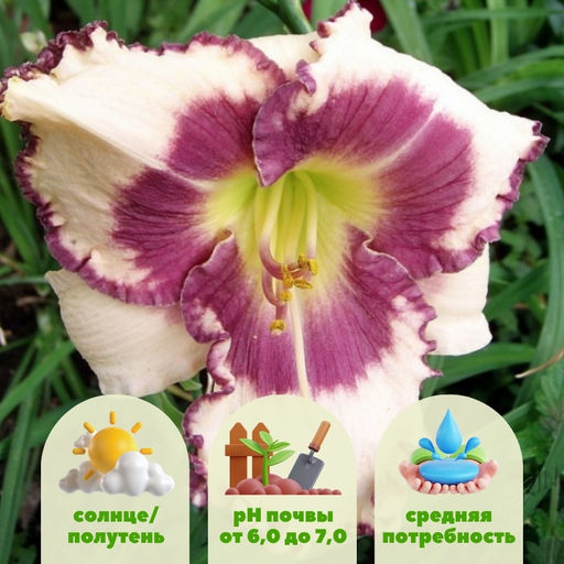 Лилейник Блюберри Крим - Долина роз фото 2