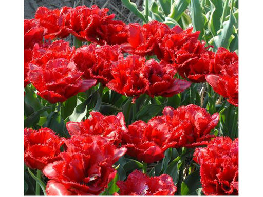 Тюльпан Lion King (Лион Кинг) - Долина роз фото 2