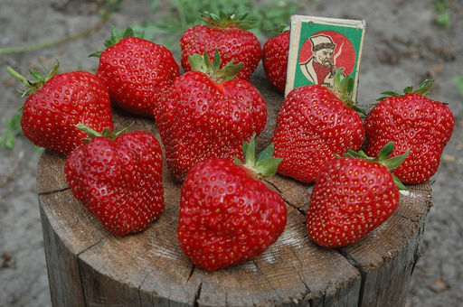 Шарлотта (ремонтантная), рассада клубники