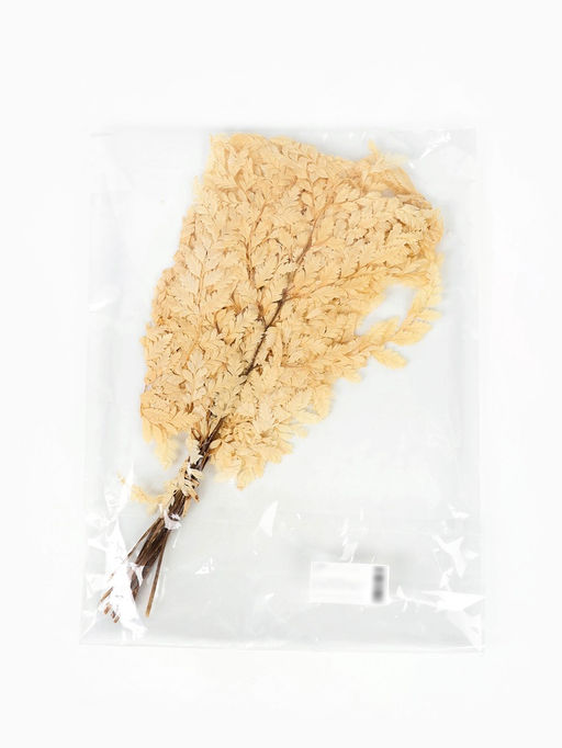 Сухоцвет Папоротник МИКС, 10 шт в упаковке