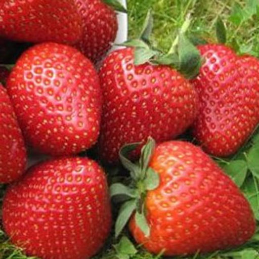 Клубника Вибрант