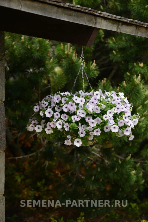 Петуния Изи Вэйв Сильвер каскадно-ампельная белая - Партнер фото 4