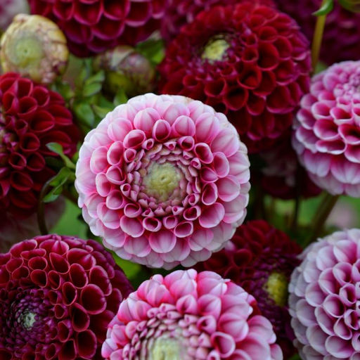 ГЕОРГИНА Шик А Ди Юс Разбор I Кол-во упак., шт 1