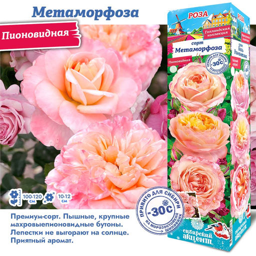 Роза Метаморфоза (Пионовидная) 1шт