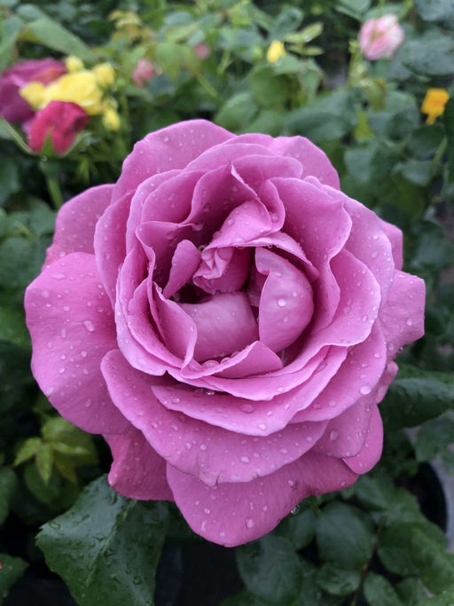 Роза Шокинг Блю (чайно-гибридная)