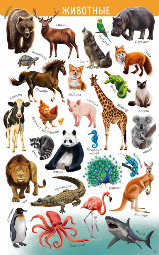 Мои первые развивающие плакаты - Робинс фото 4