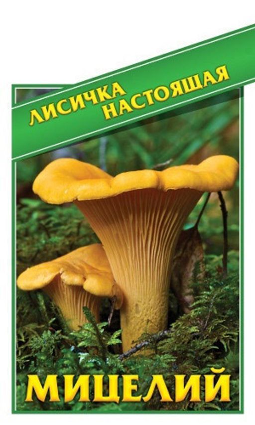 Грибы ЛИСИЧКА НАСТОЯЩАЯ - Уральский дачник фото 2