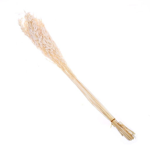 Сухоцвет «Овёс посевной», белый, 50 г в упаковке