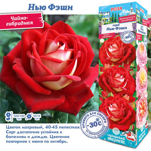 Роза Нью Фэшн (Чайно-гибридная) 1шт