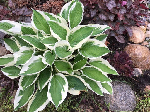 Хоста Антиох - Долина роз фото 3