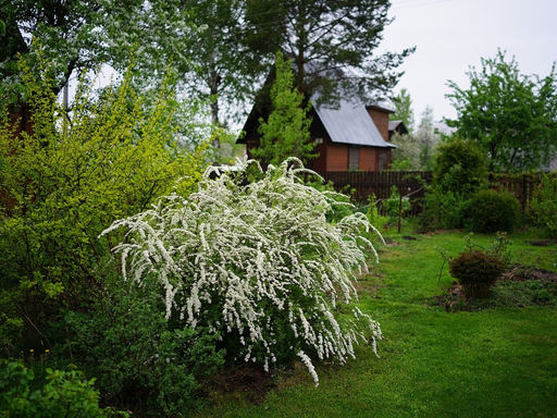 Спирея серая Грефшейм - Долина роз фото 5