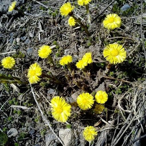 2 шт. Мать-и-мачеха (лист) - Мариславна фото 2