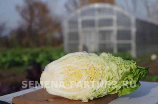 Капуста пекинская Нежность - Партнер фото 7