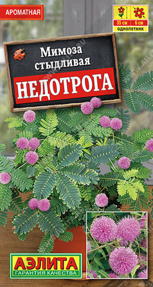1612A Мимоза Недотрога 10шт