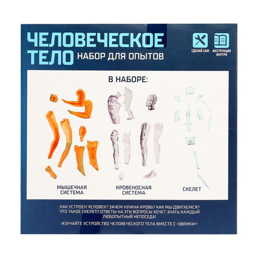 Научный опыт Человеческое тело - Эврики фото 5