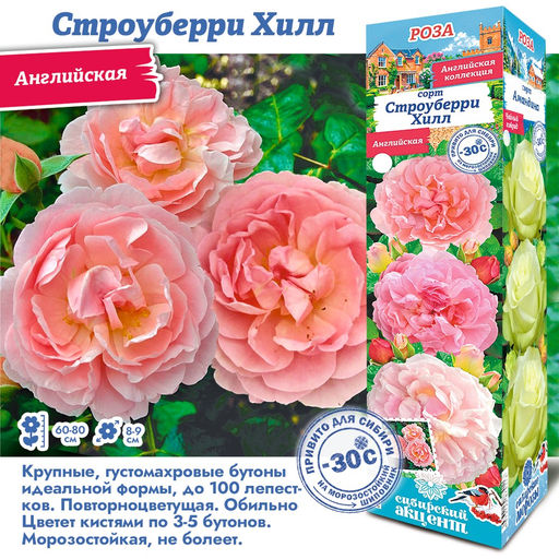 Роза Строуберри Хилл (Английская) 1шт